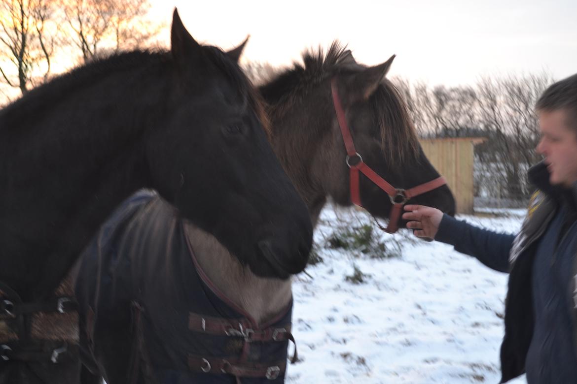 Anden særlig race Tess billede 2