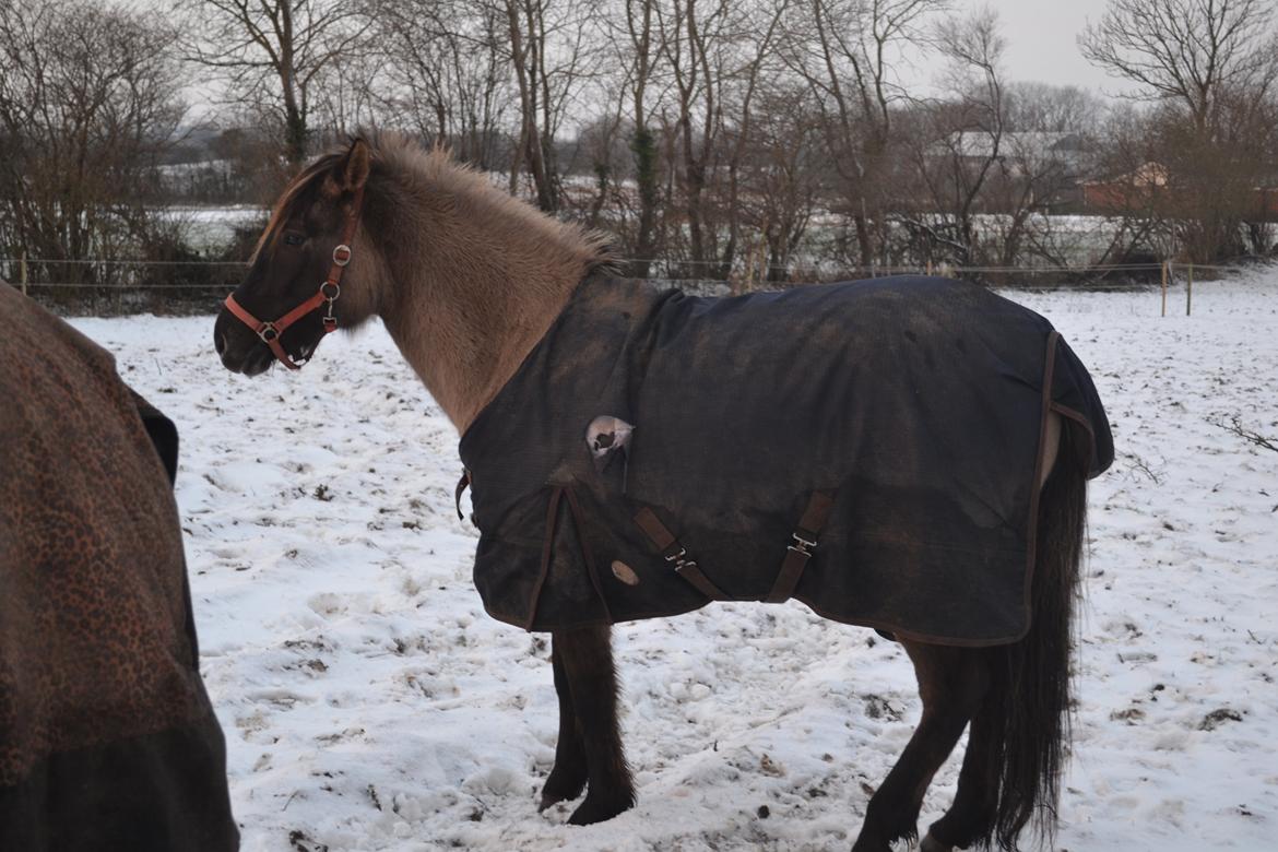 Anden særlig race Tess billede 3