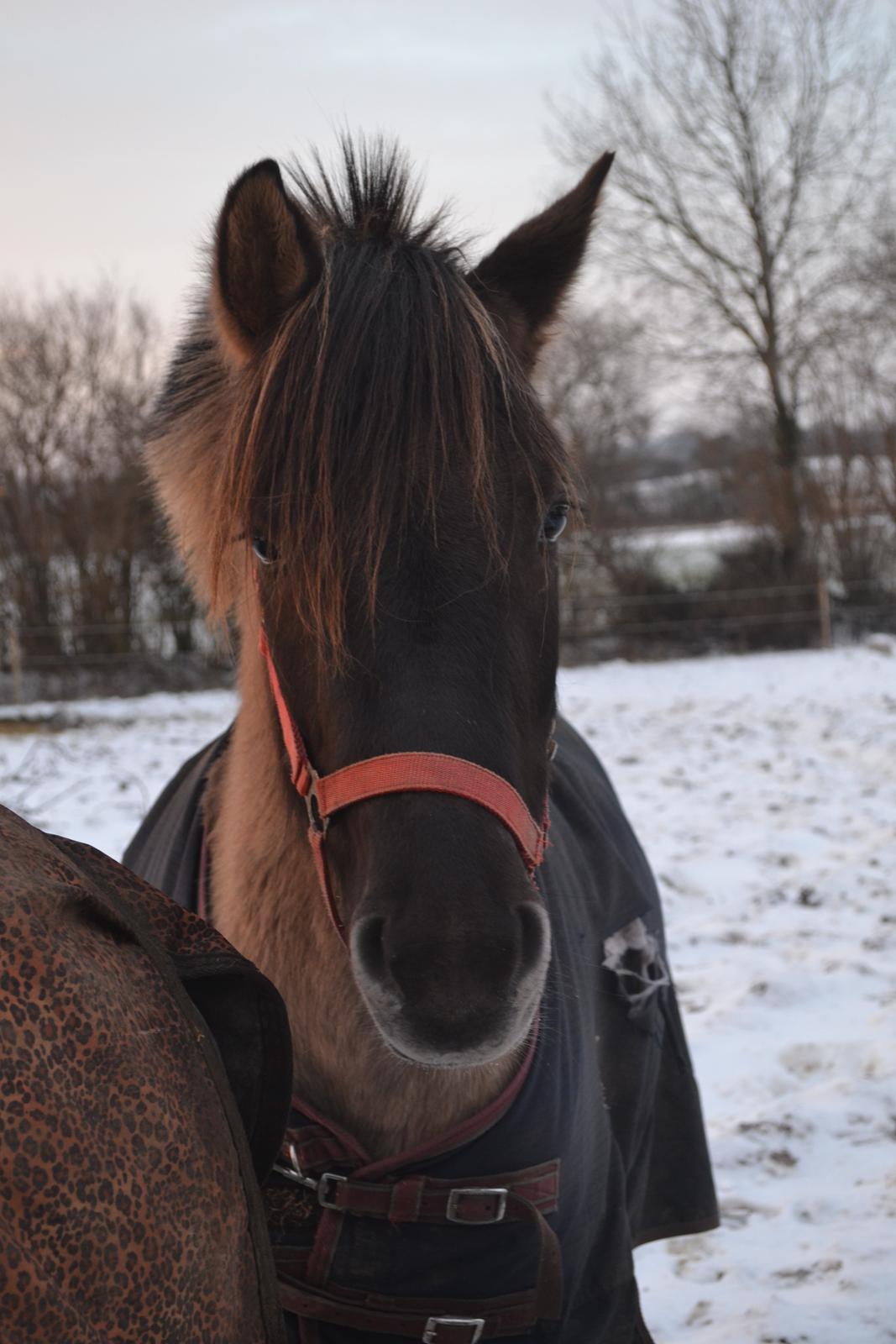 Anden særlig race Tess billede 5