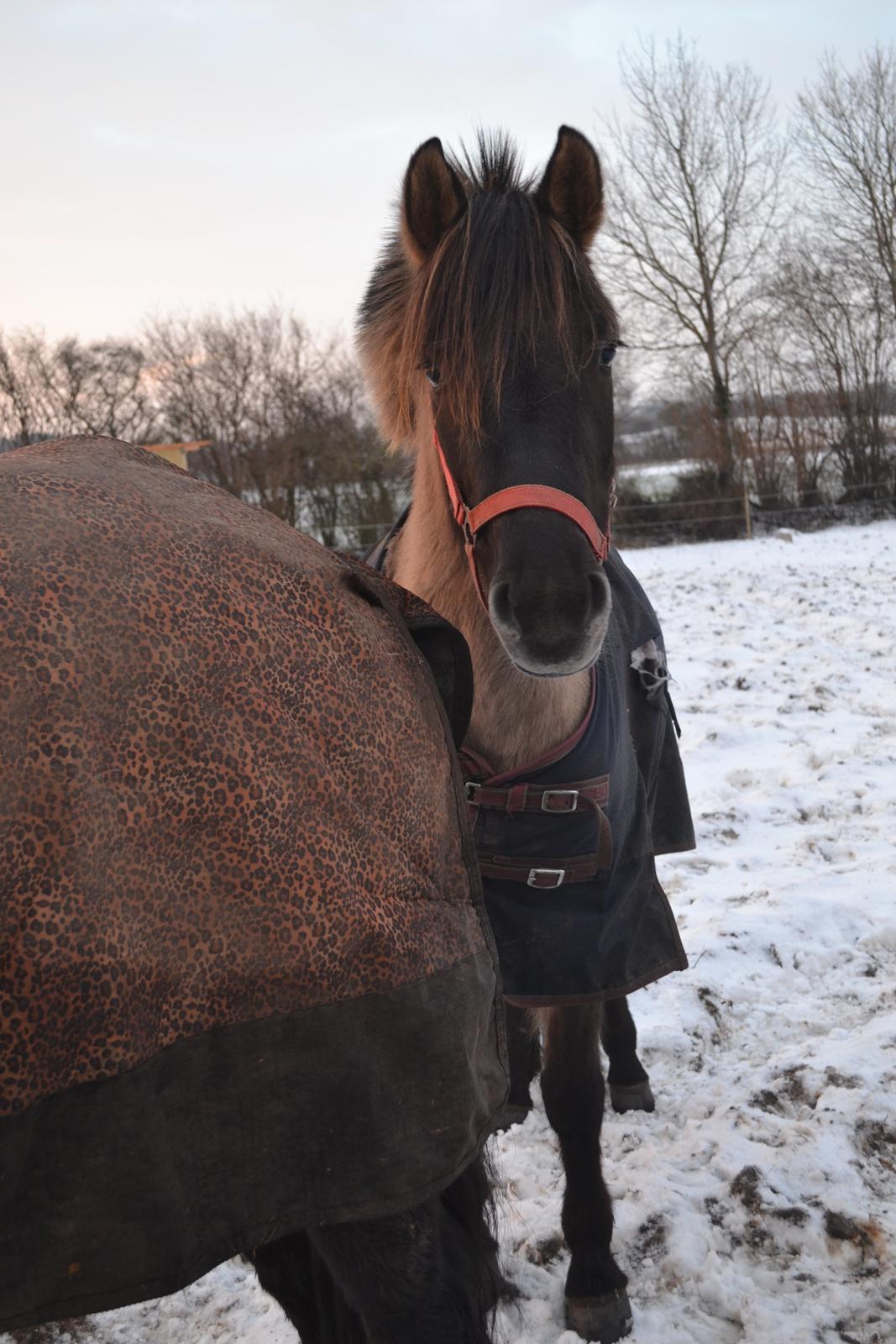 Anden særlig race Tess billede 6