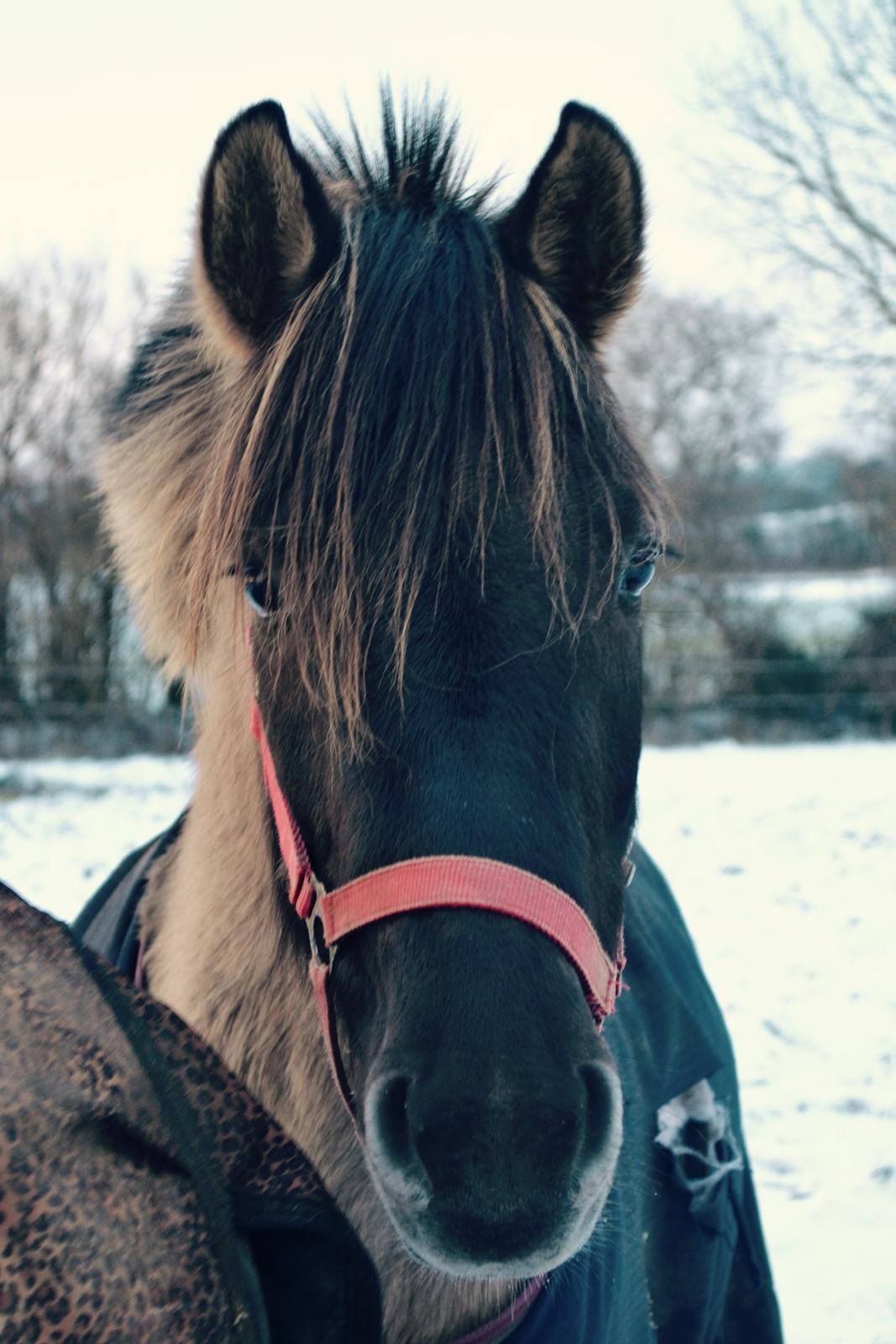 Anden særlig race Tess billede 4