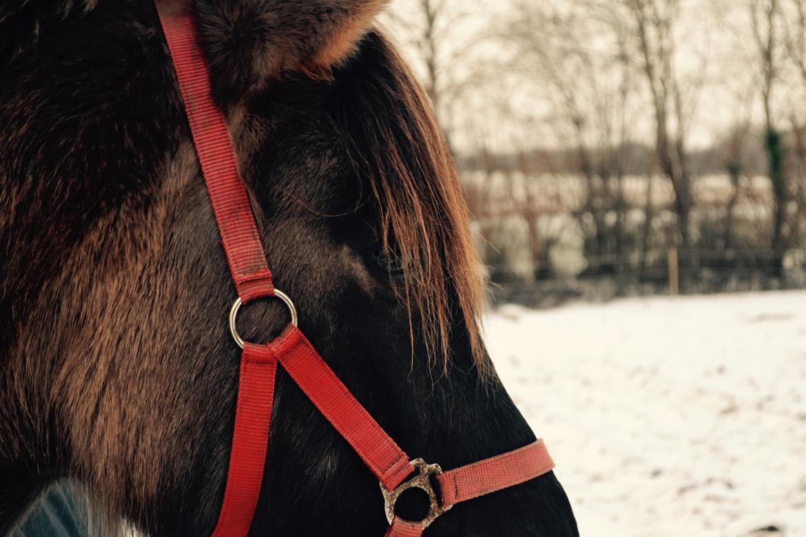 Anden særlig race Tess billede 7