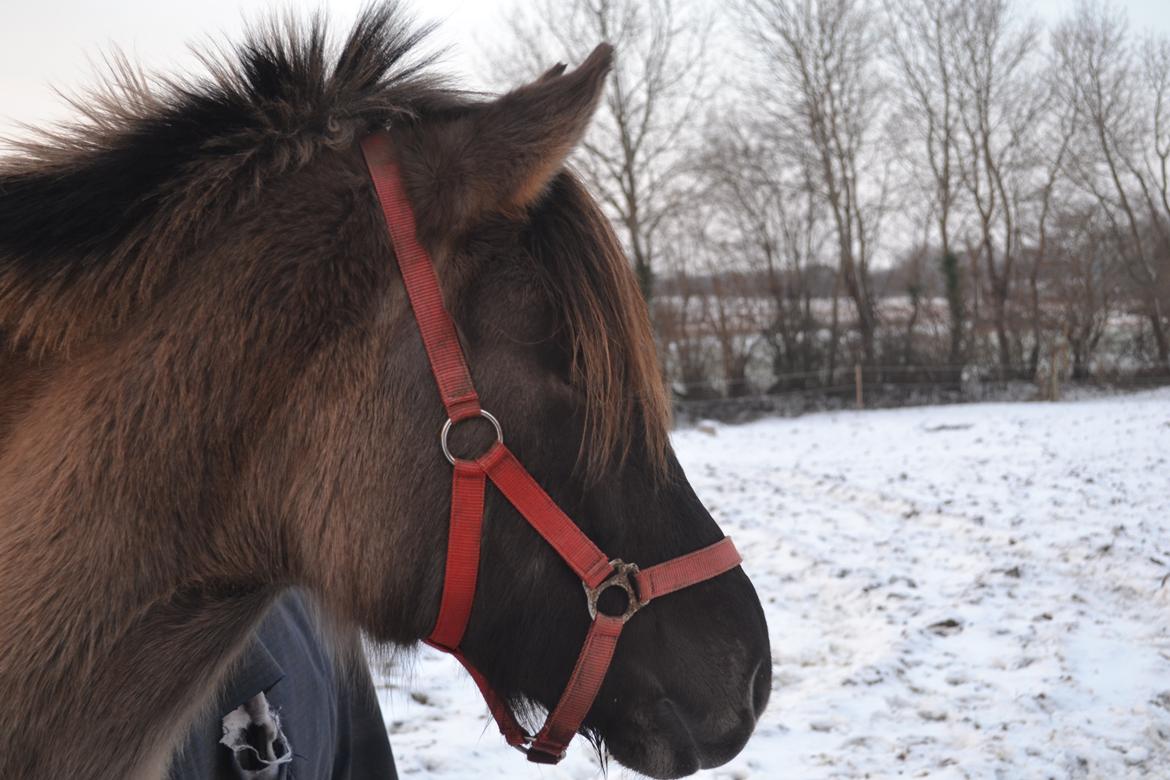 Anden særlig race Tess billede 8