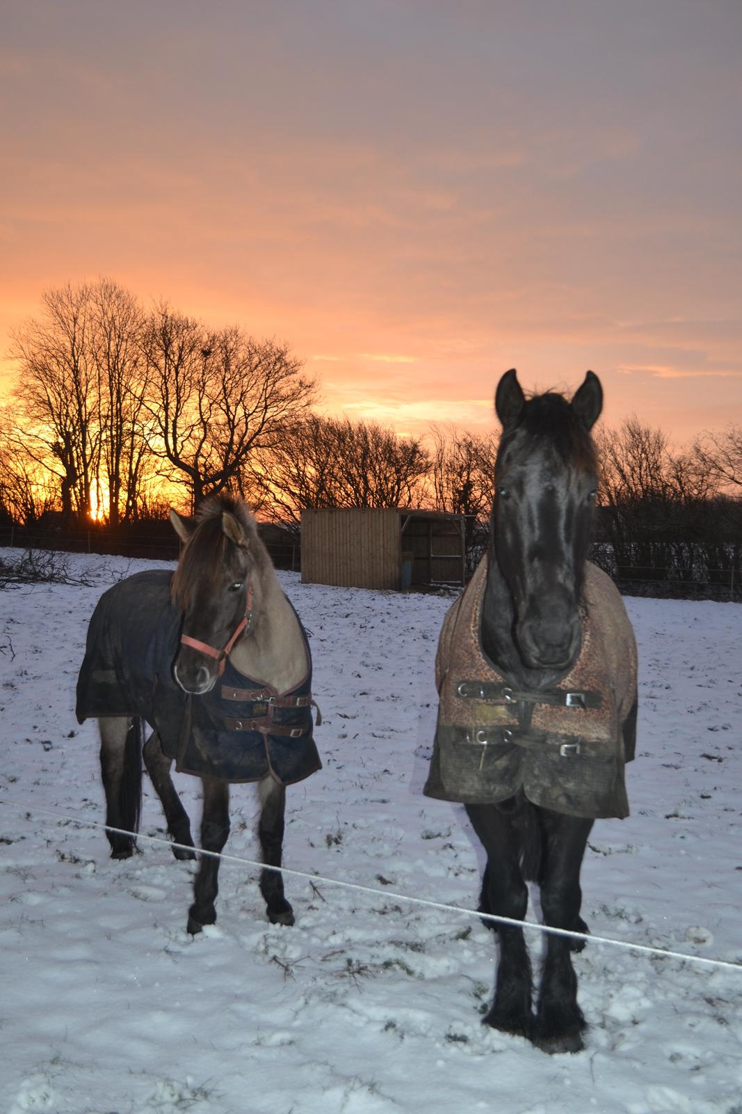 Anden særlig race Tess billede 10