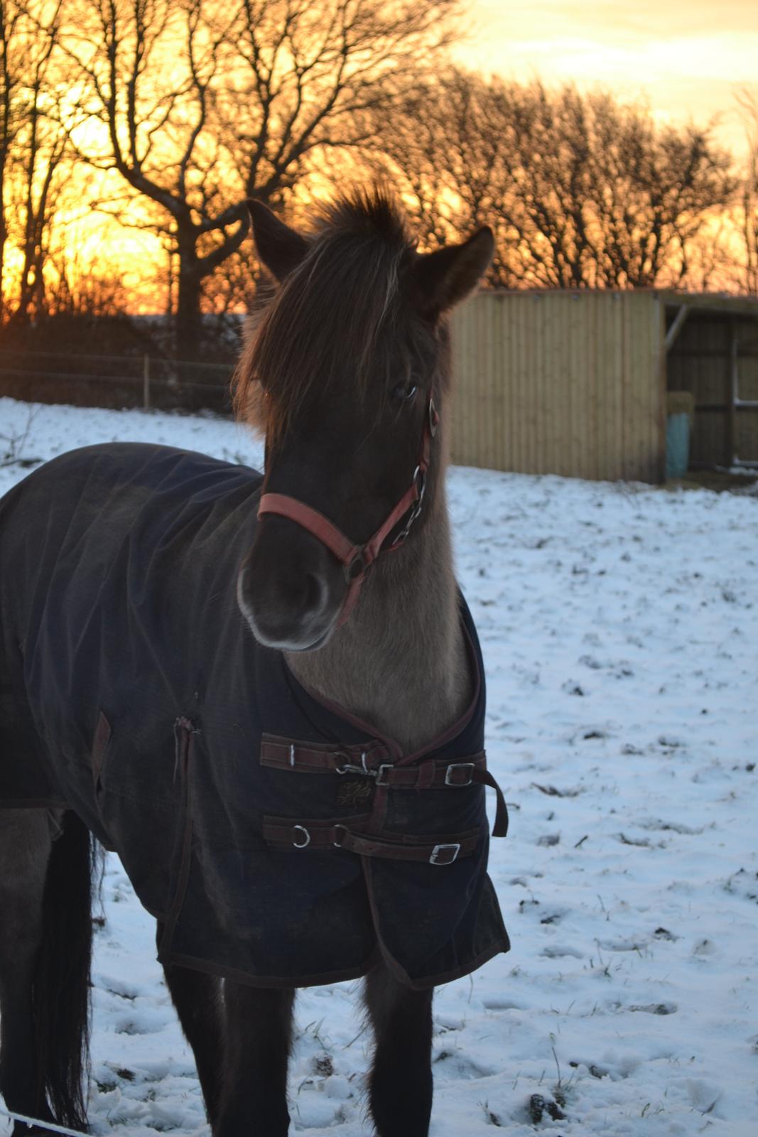 Anden særlig race Tess billede 11