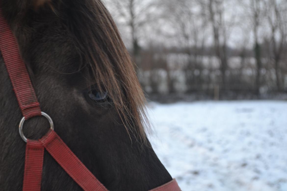 Anden særlig race Tess billede 9