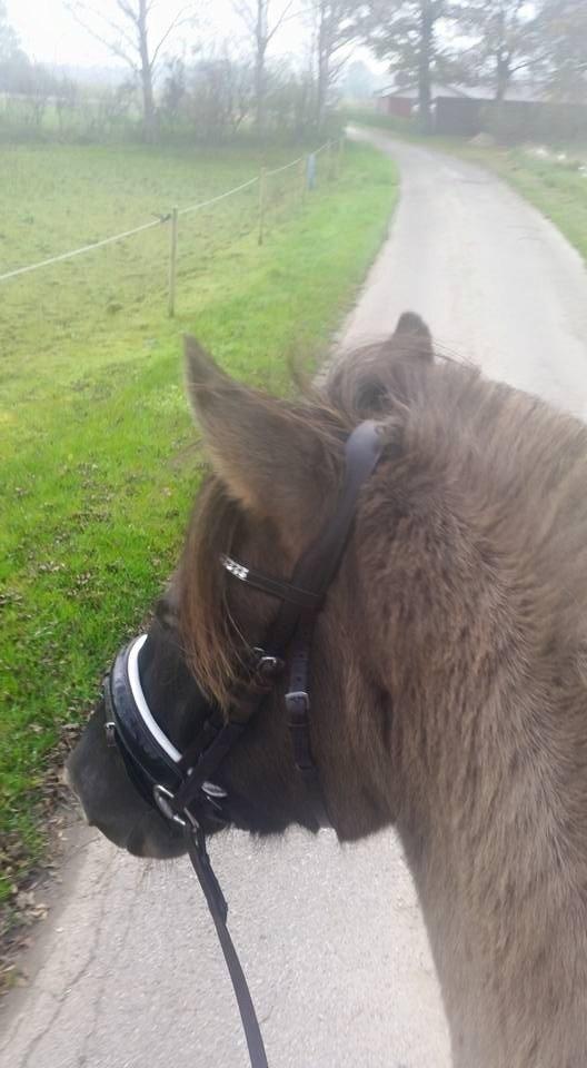 Anden særlig race Tess billede 12