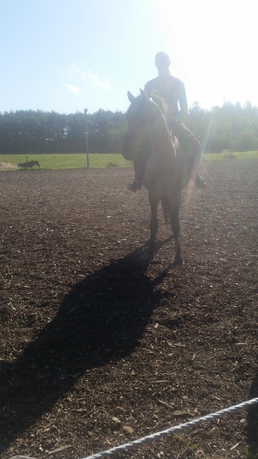 Anden særlig race Tess billede 16