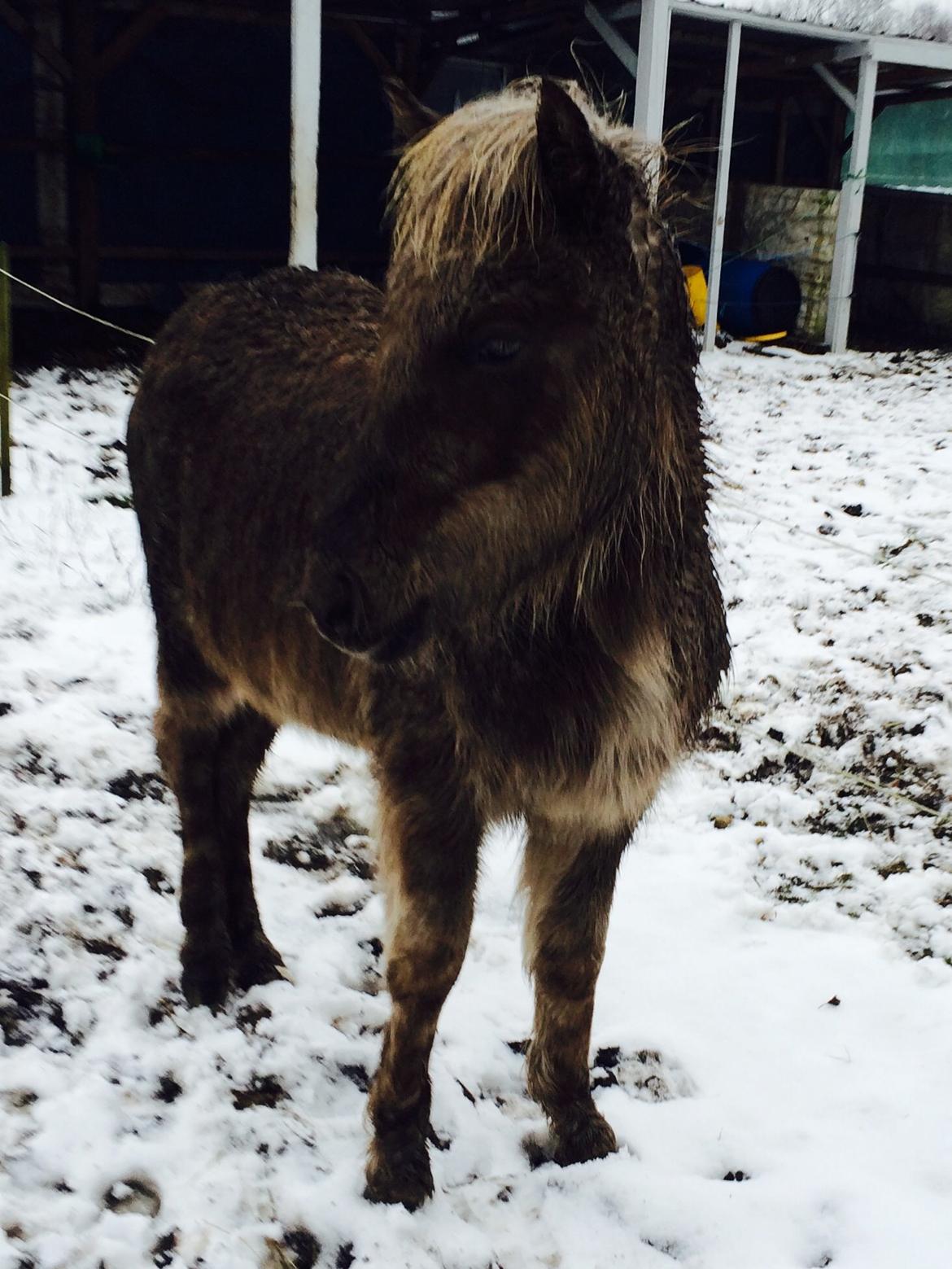 Islænder Brella Fra Carlsgårde billede 1