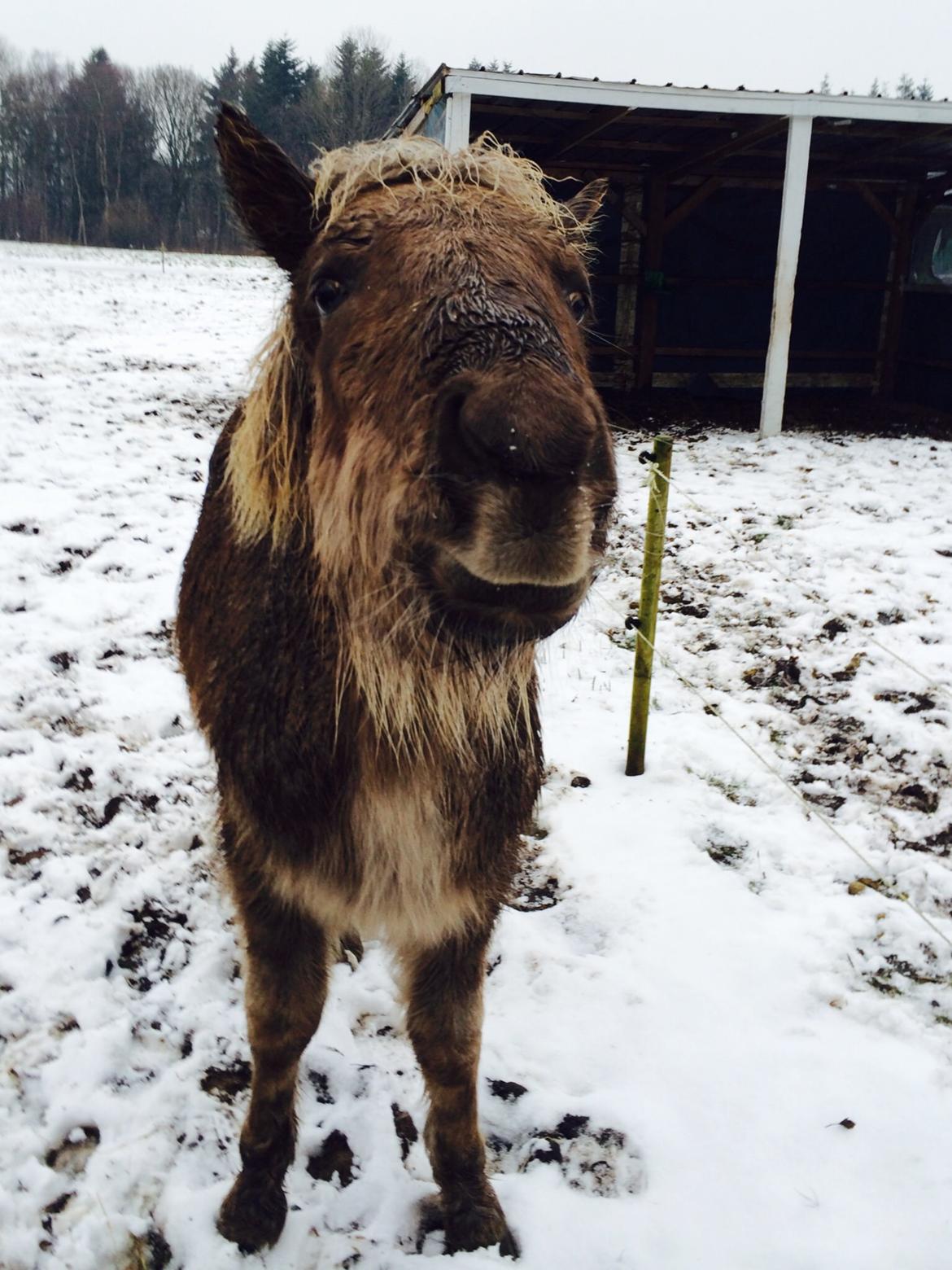Islænder Brella Fra Carlsgårde billede 2