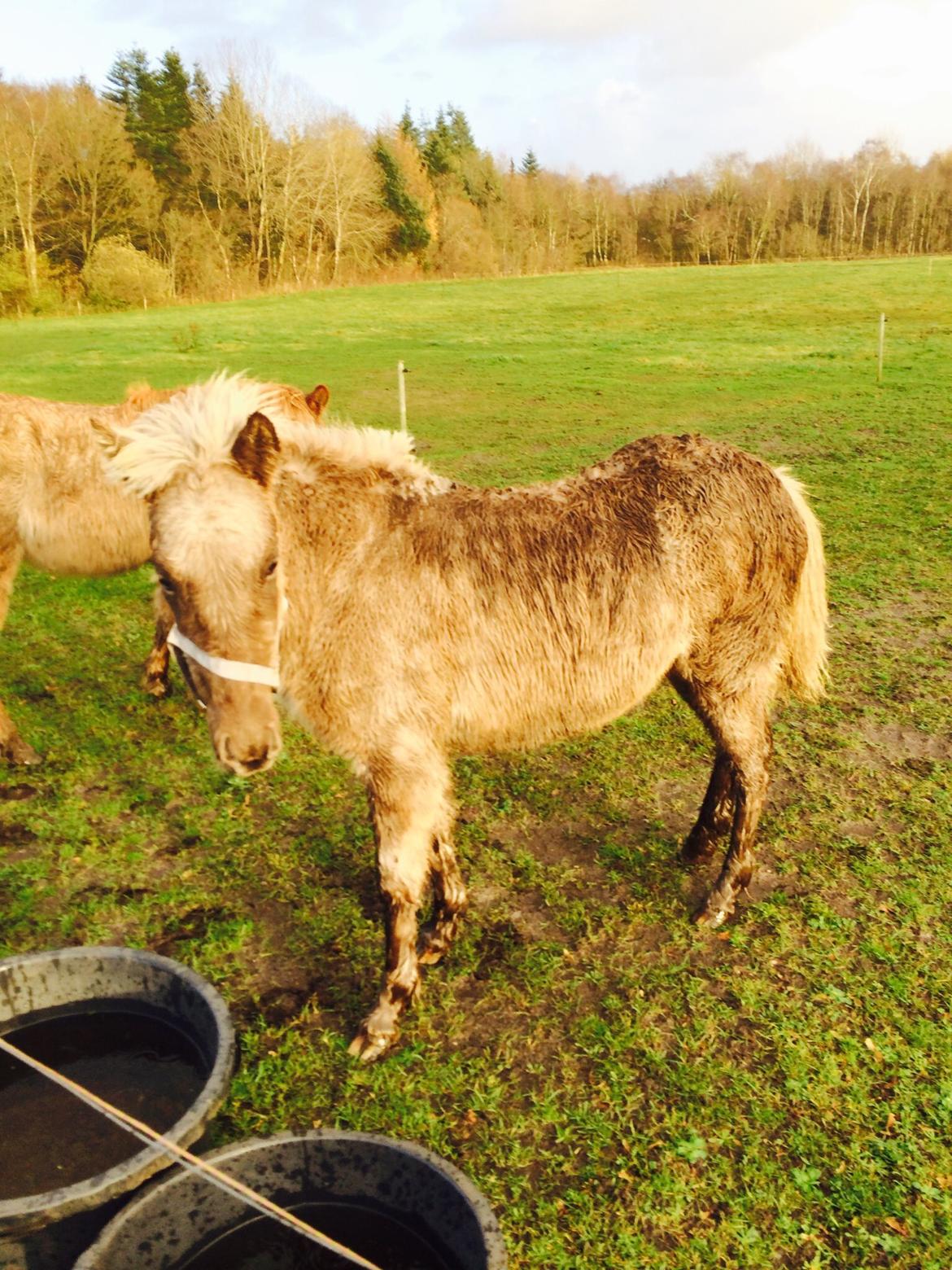 Islænder Brella Fra Carlsgårde billede 3