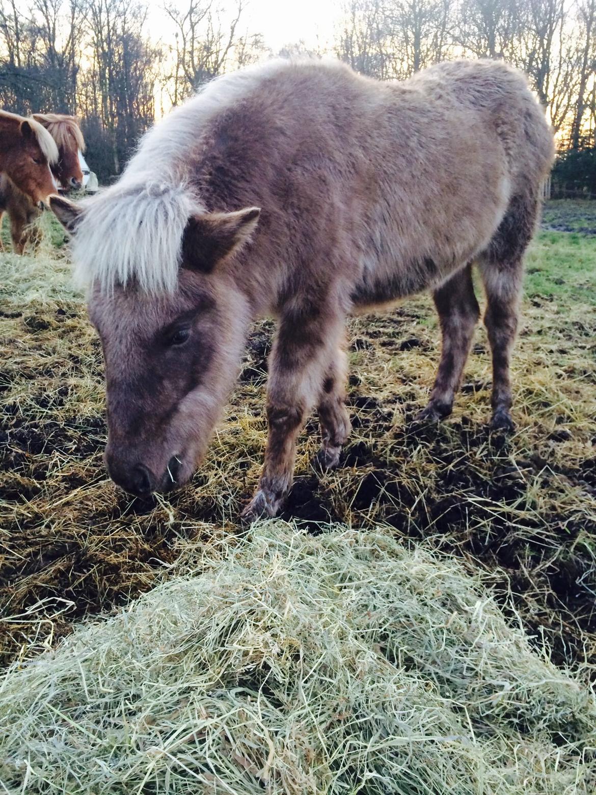 Islænder Brella Fra Carlsgårde billede 4