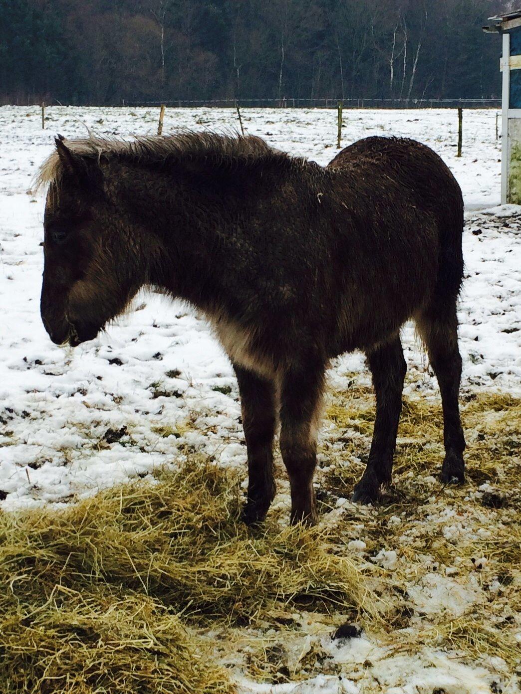 Islænder Brella Fra Carlsgårde billede 5