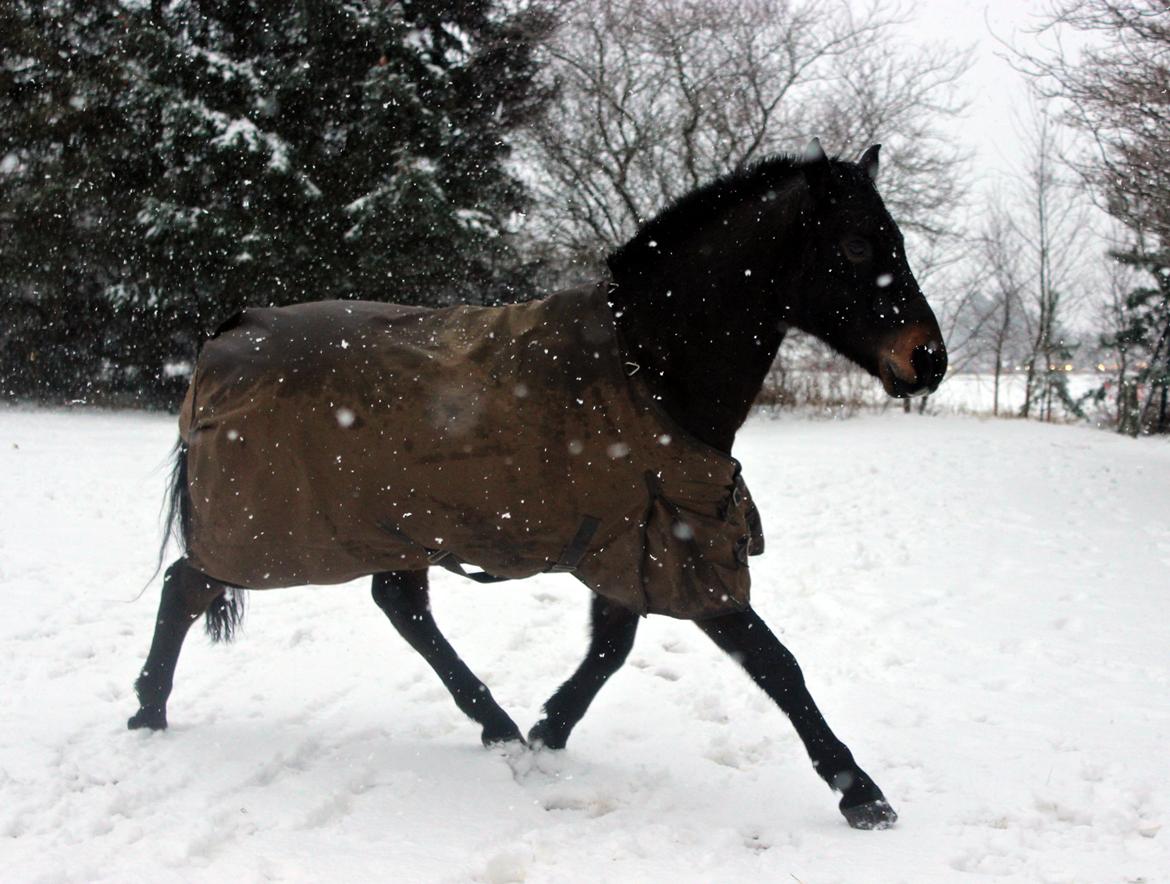 New Forest Skovens Micon  - Januar 2016 | Mics nyder sneen ♥. billede 11