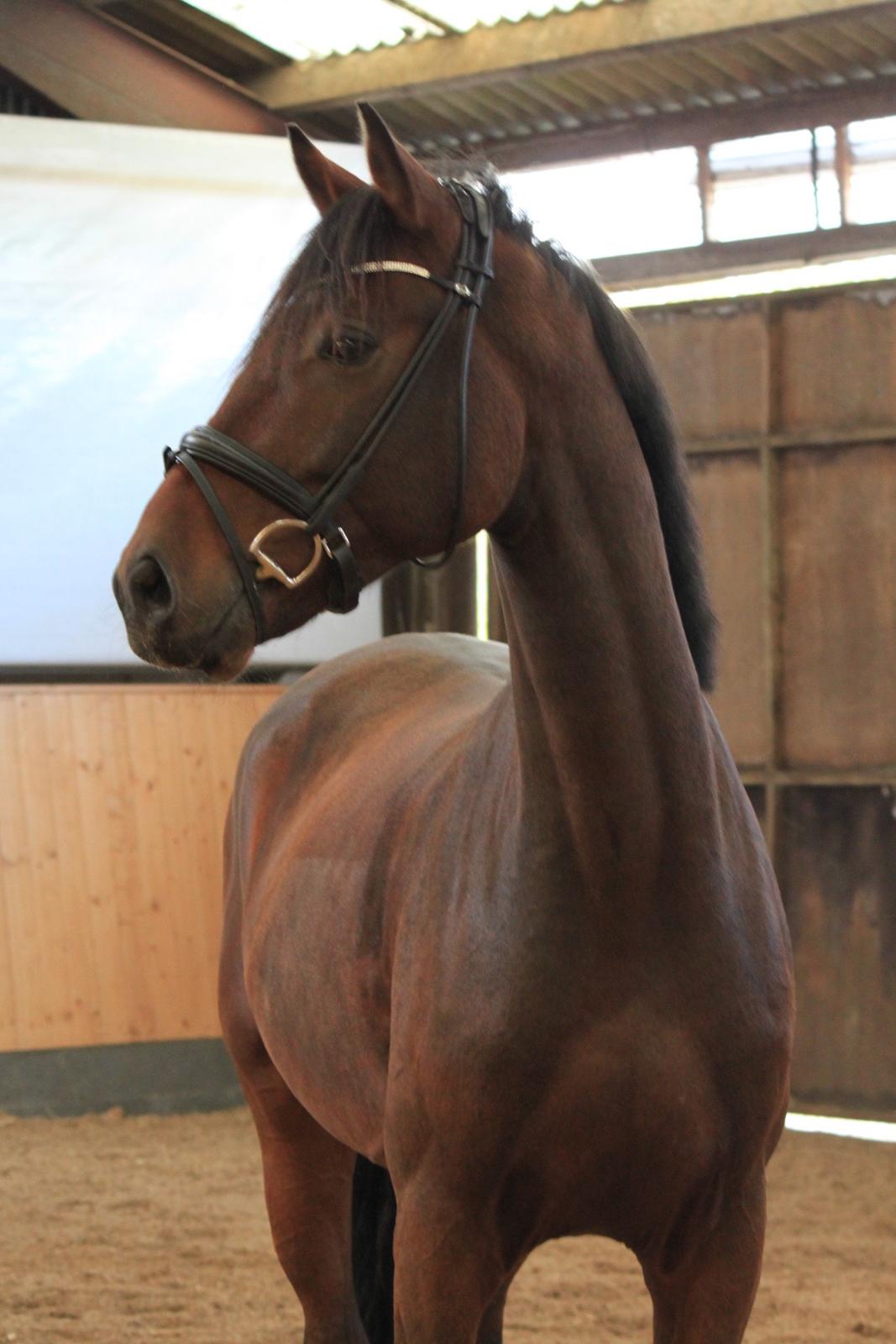 Dansk Varmblod Åtoftens Fabio - Fabio, efteråret 2015 billede 5