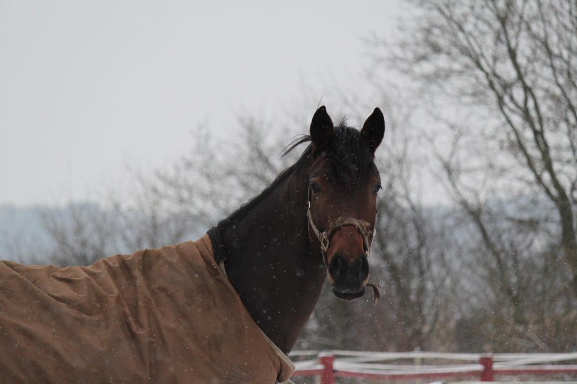 Dansk Varmblod Åtoftens Fabio - Fabio, vinteren 2016 billede 10