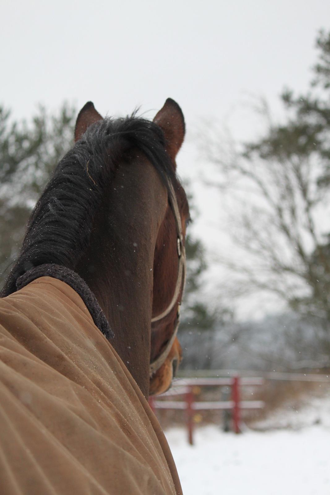 Dansk Varmblod Åtoftens Fabio - Fabio, vinteren 2016 billede 15