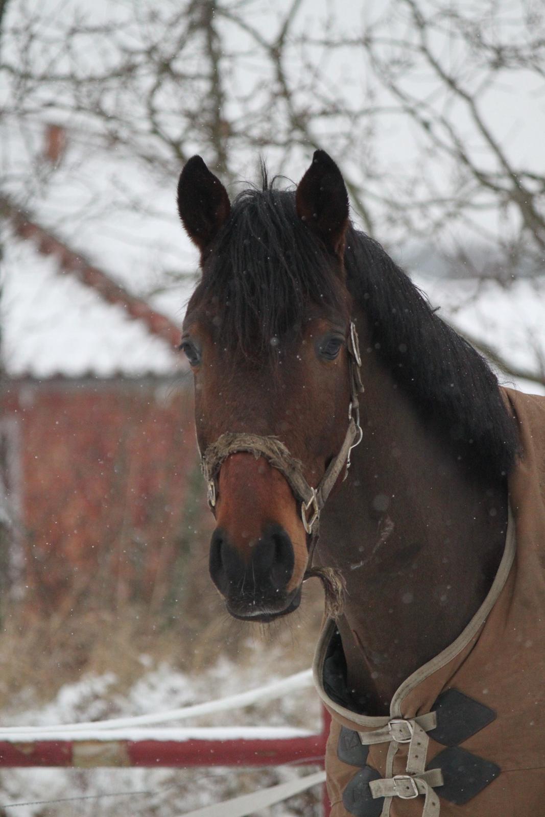 Dansk Varmblod Åtoftens Fabio - Fabio, vinteren 2016 billede 3