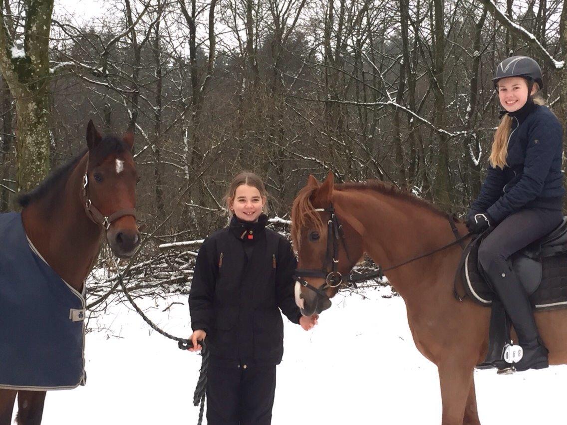 New Forest Donnatello DJ billede 1