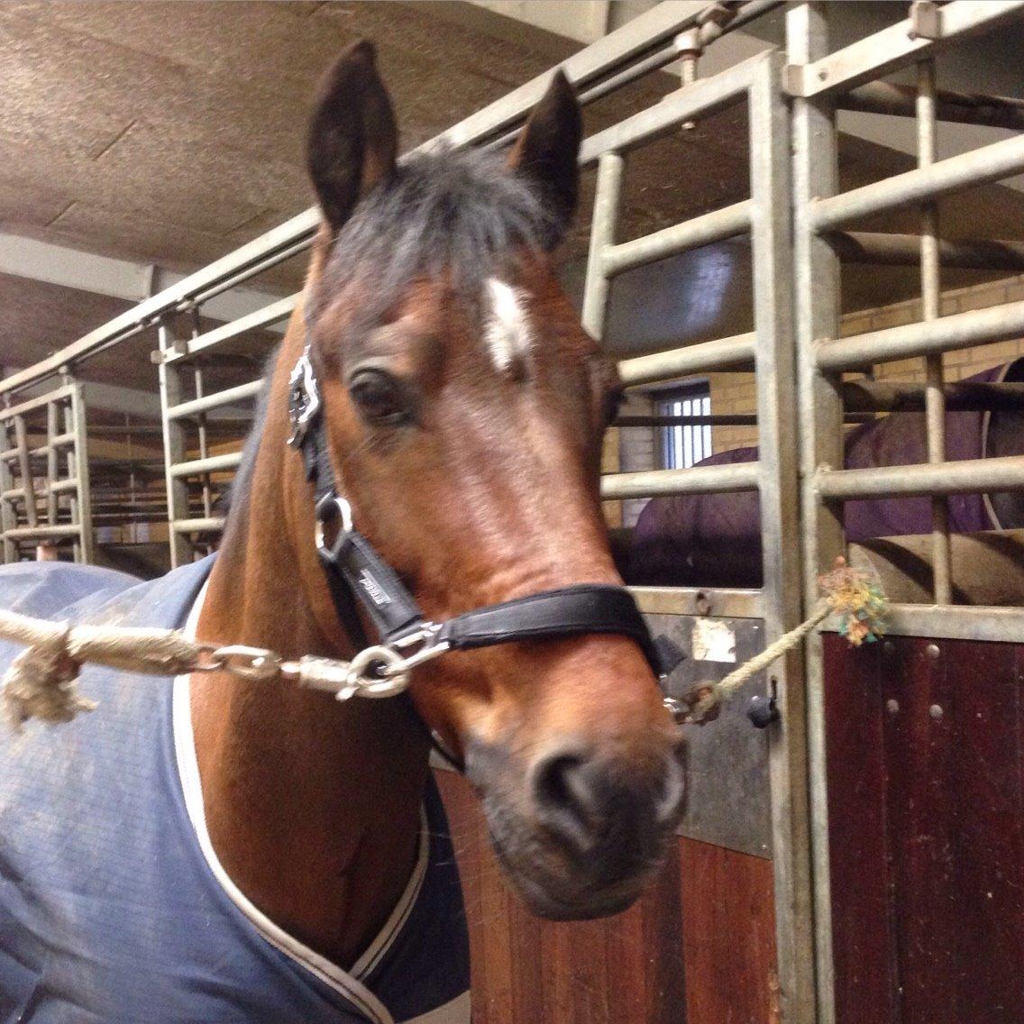 New Forest Donnatello DJ billede 2