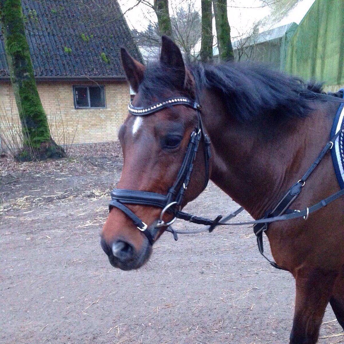 New Forest Donnatello DJ billede 3