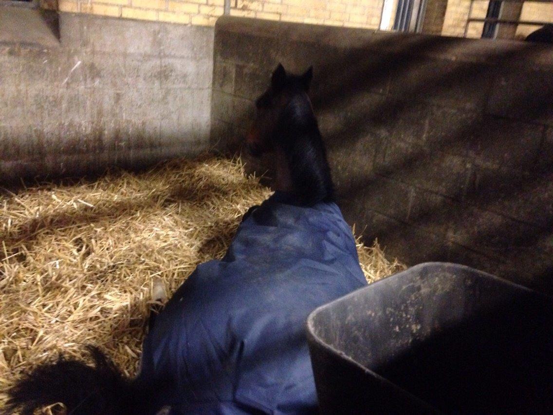 New Forest Donnatello DJ billede 4