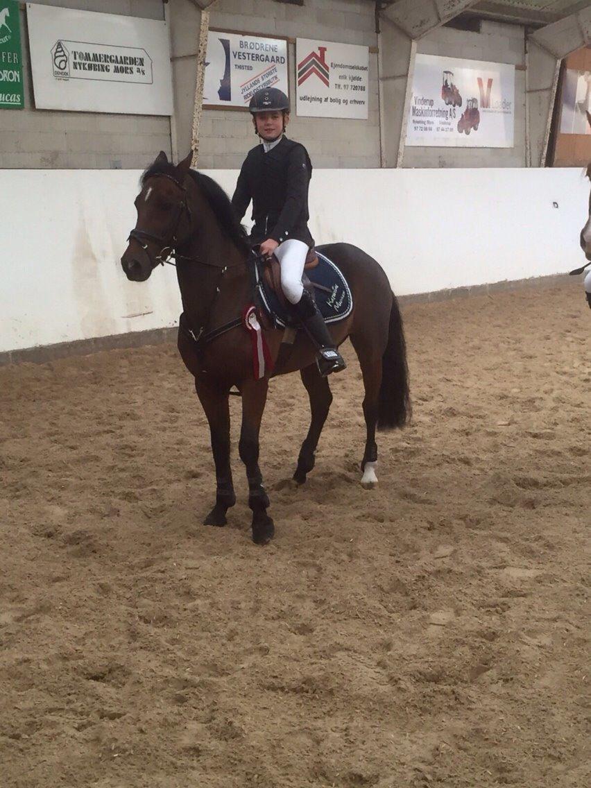 New Forest Donnatello DJ billede 7