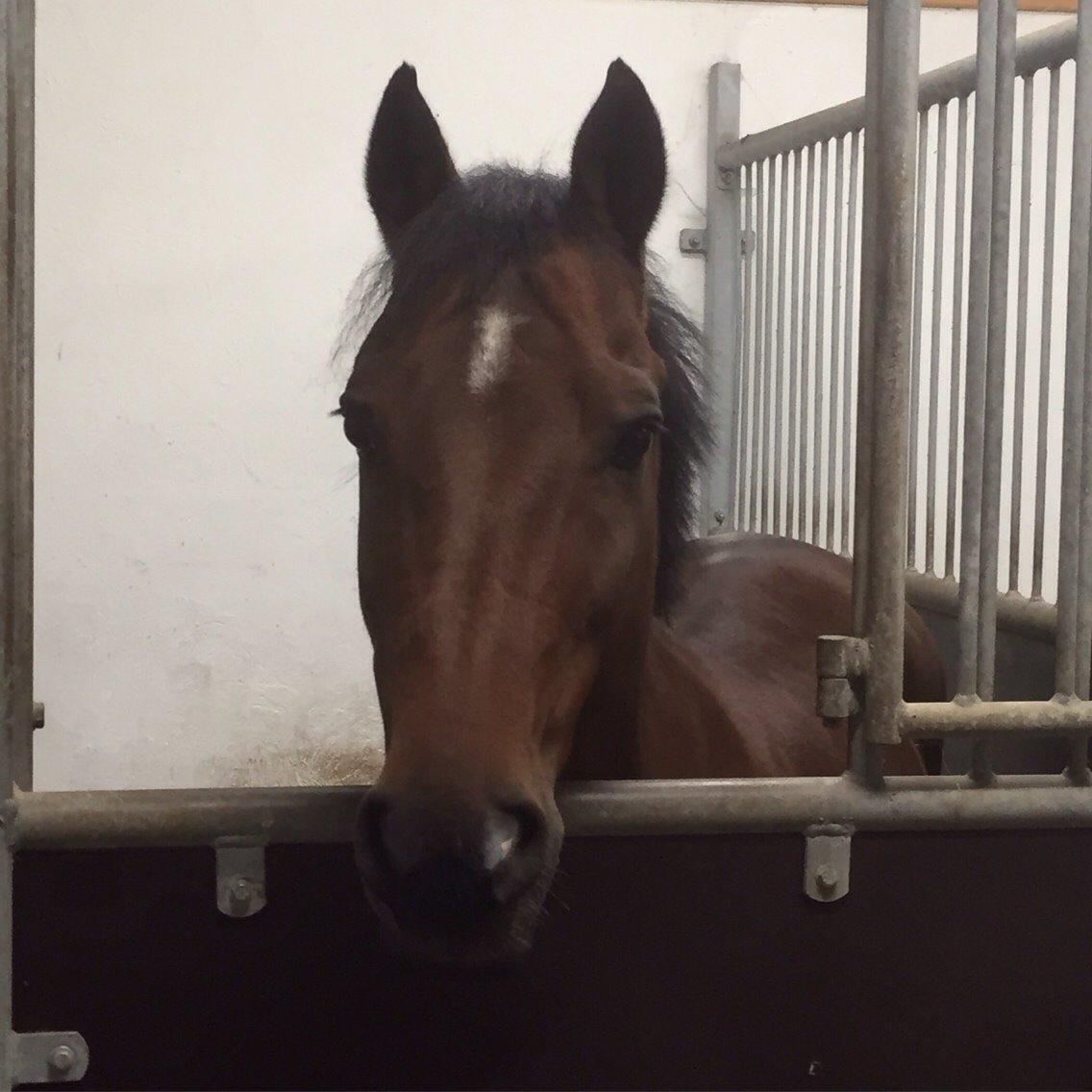 New Forest Donnatello DJ billede 9