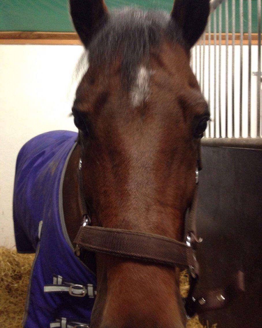 New Forest Donnatello DJ billede 10