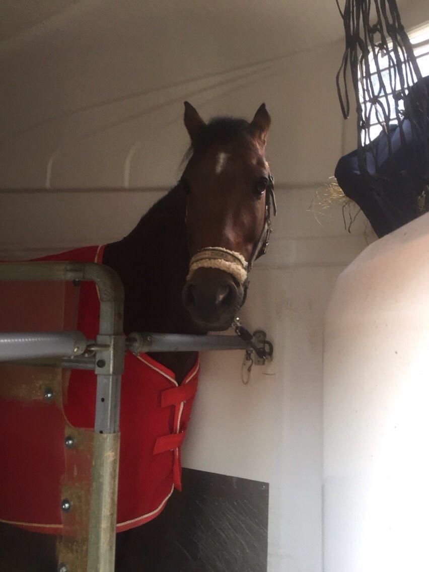 New Forest Donnatello DJ billede 13