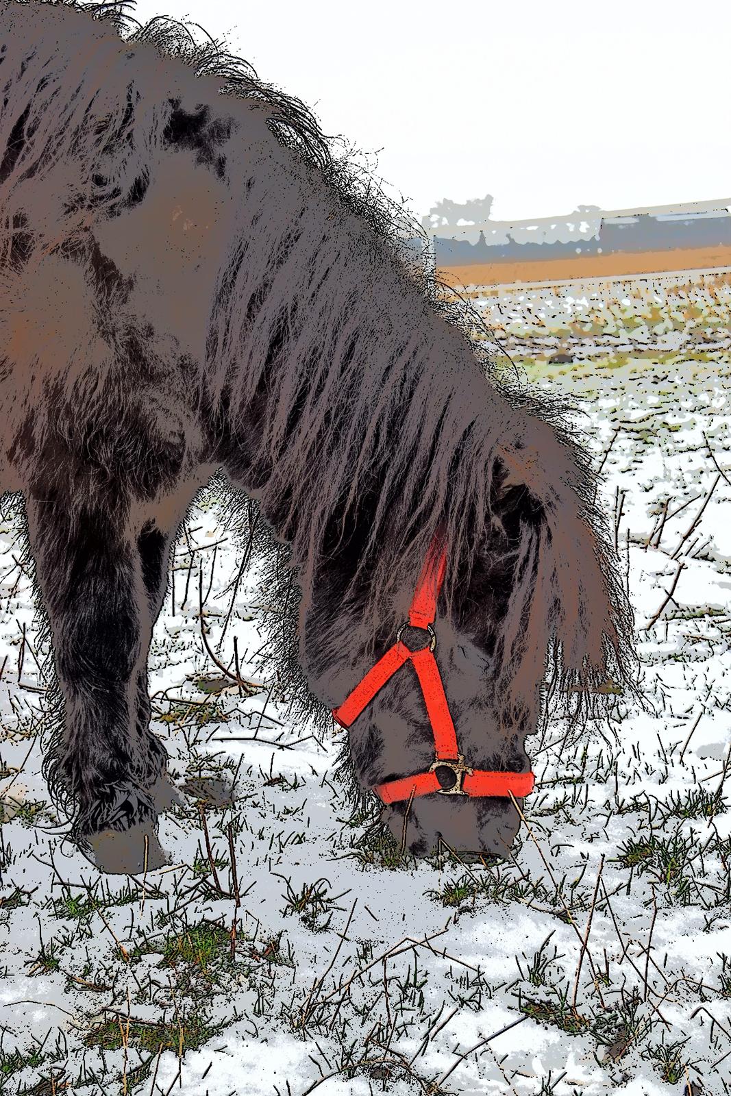 Shetlænder Klaus billede 10