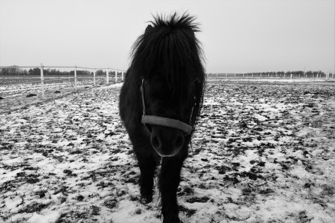 Shetlænder Klaus billede 11