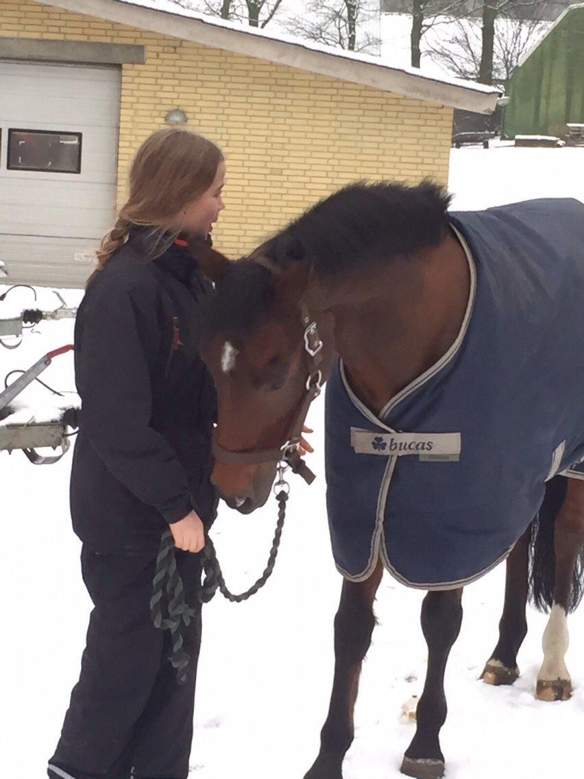 New Forest Donnatello DJ billede 15