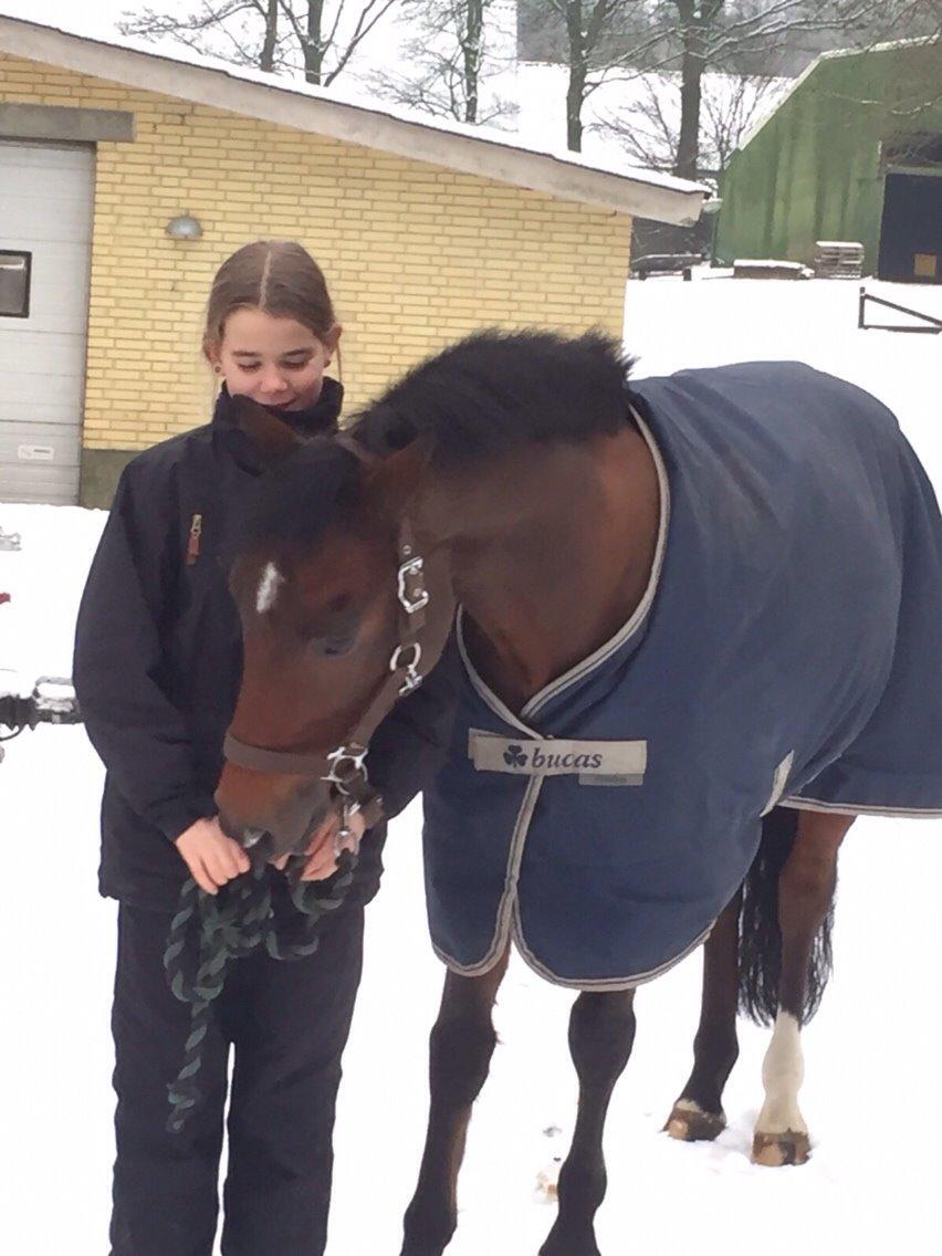 New Forest Donnatello DJ billede 16