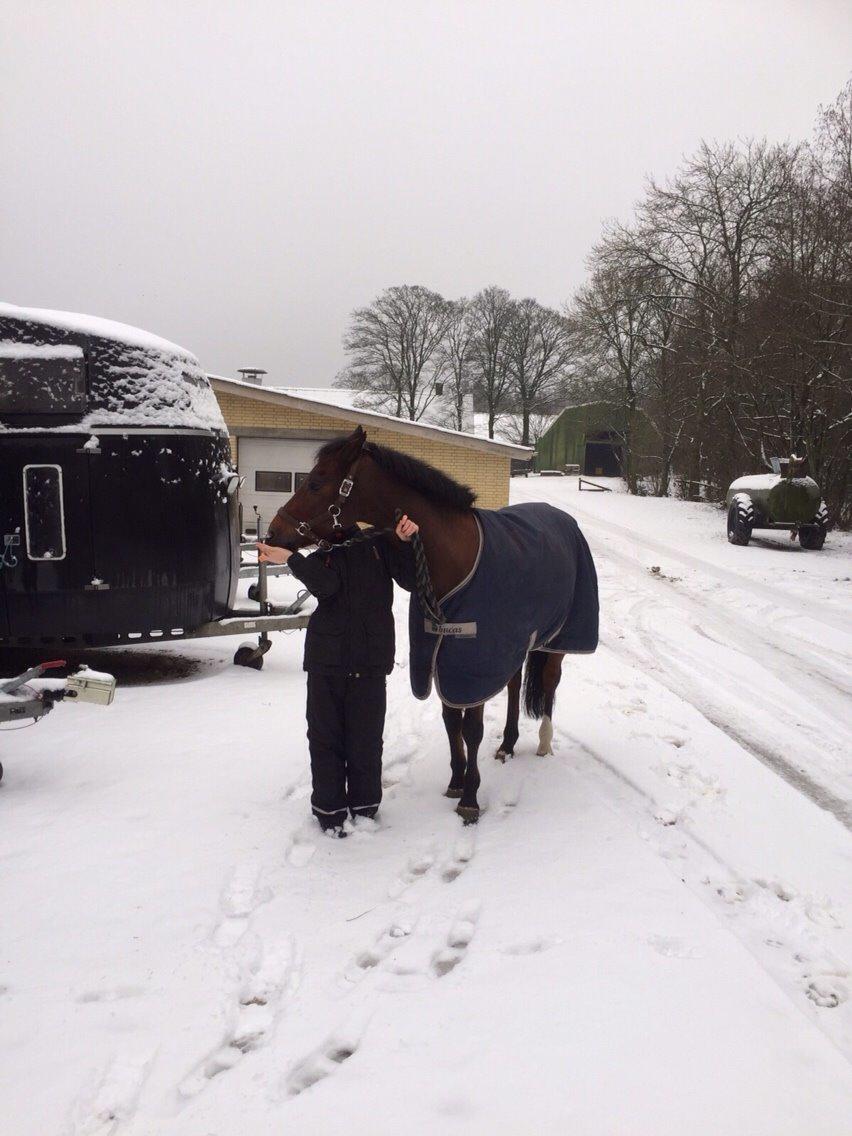 New Forest Donnatello DJ billede 17