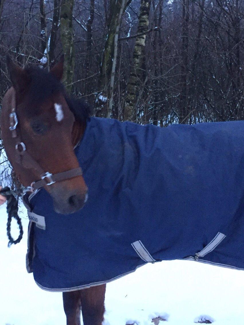 New Forest Donnatello DJ billede 18