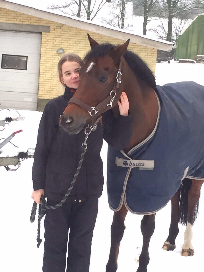 New Forest Donnatello DJ billede 19