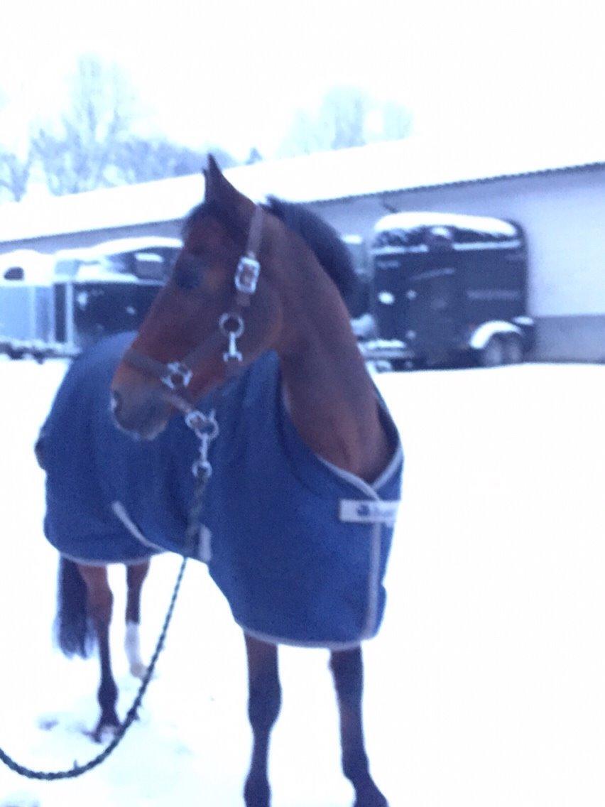 New Forest Donnatello DJ billede 20