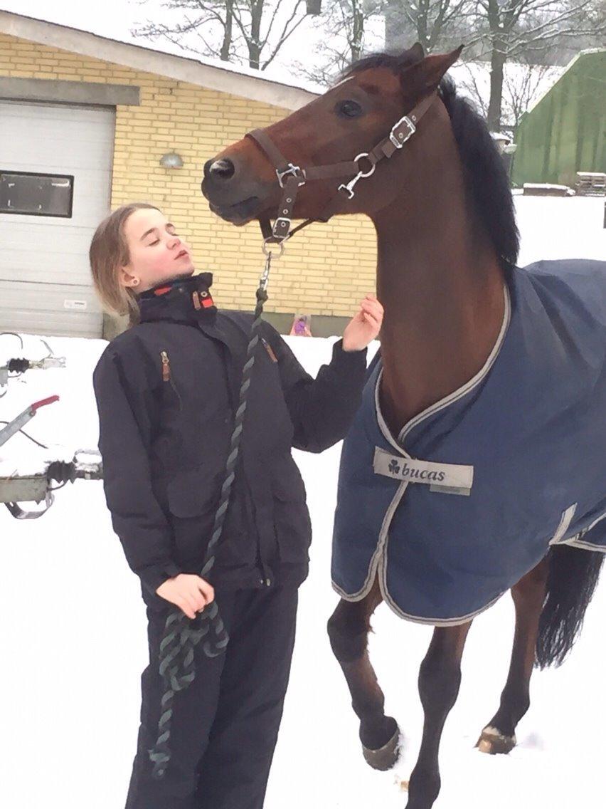 New Forest Donnatello DJ billede 23