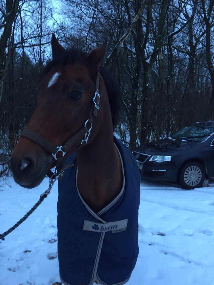 New Forest Donnatello DJ billede 24