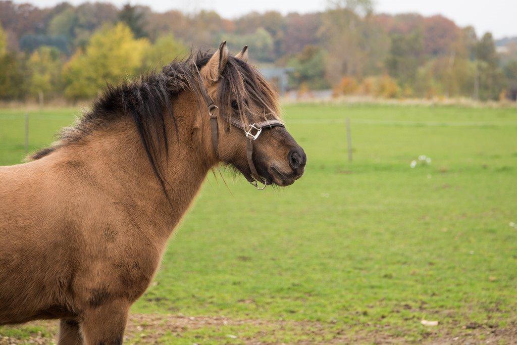Islænder Melasól fra Smollerupgaard  billede 1