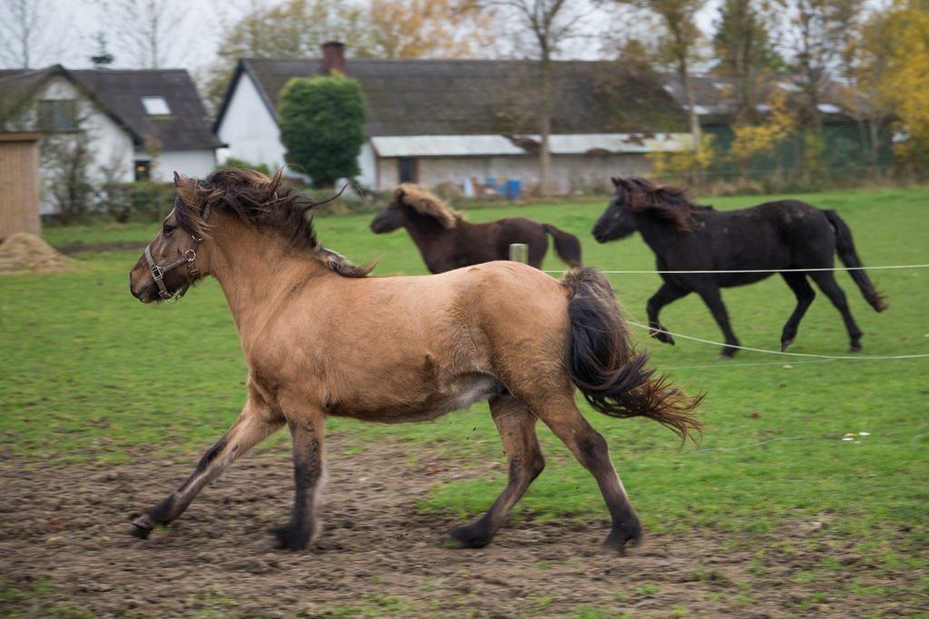 Islænder Melasól fra Smollerupgaard  billede 2