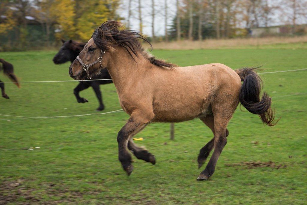 Islænder Melasól fra Smollerupgaard  billede 3