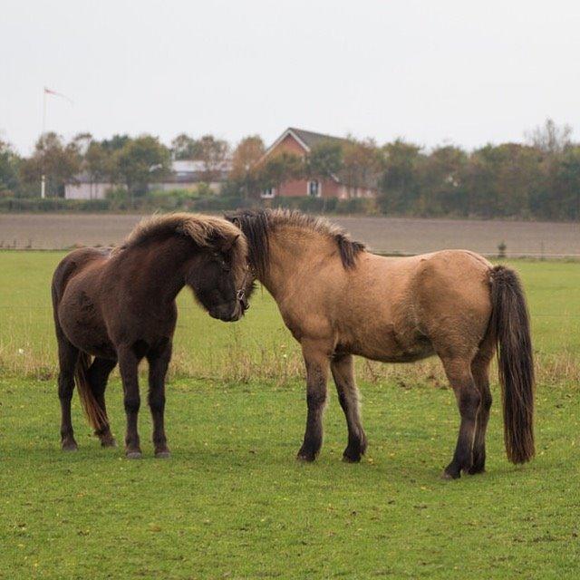 Islænder Melasól fra Smollerupgaard  billede 4