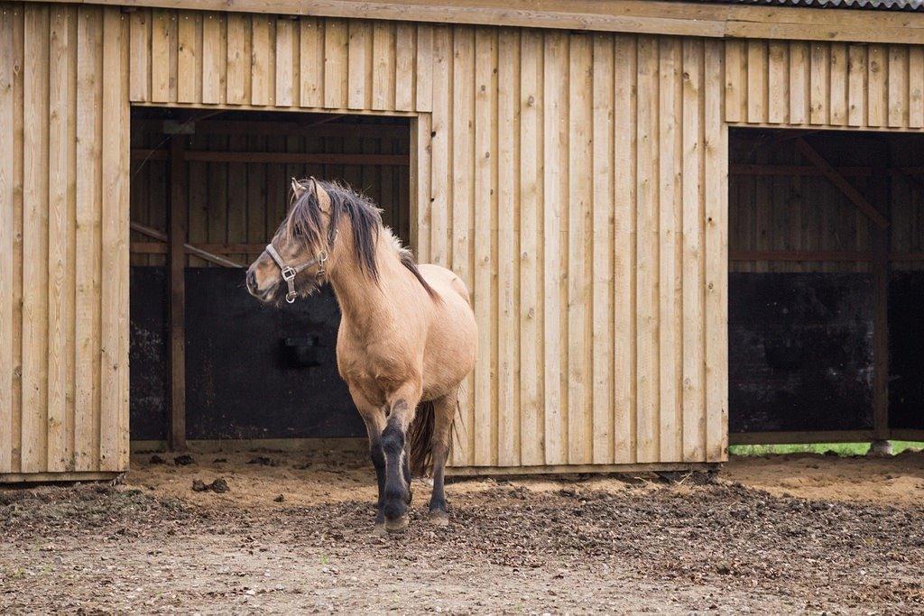 Islænder Melasól fra Smollerupgaard  billede 6