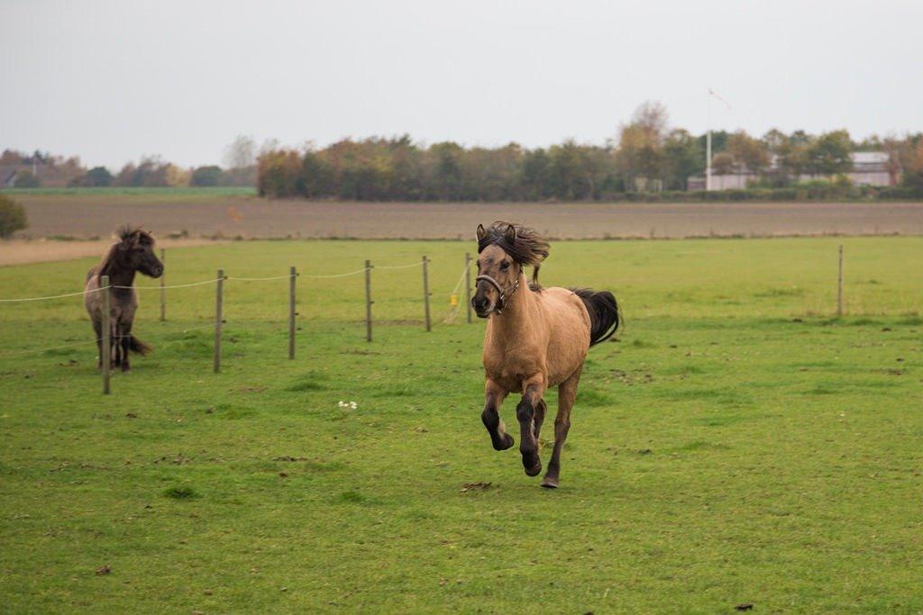 Islænder Melasól fra Smollerupgaard  billede 5