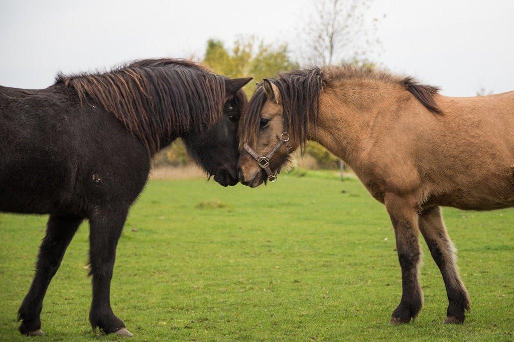 Islænder Melasól fra Smollerupgaard  billede 9