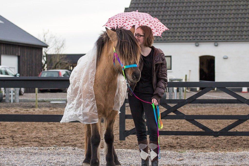 Islænder Melasól fra Smollerupgaard  billede 10