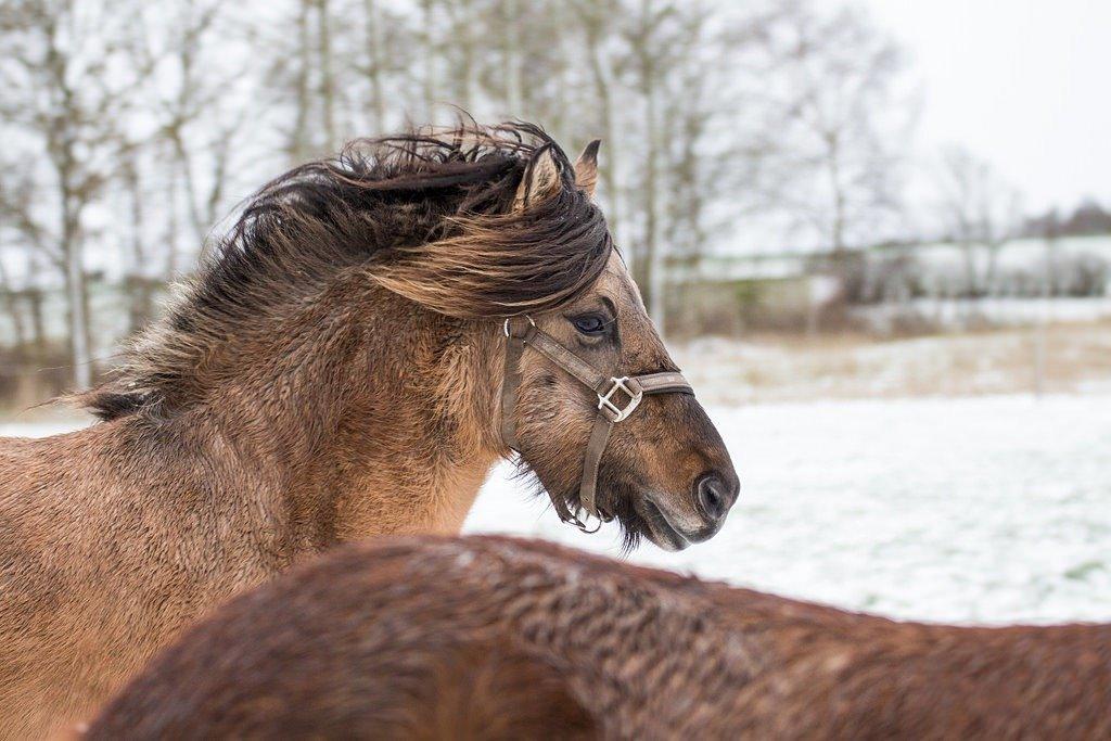 Islænder Melasól fra Smollerupgaard  billede 11