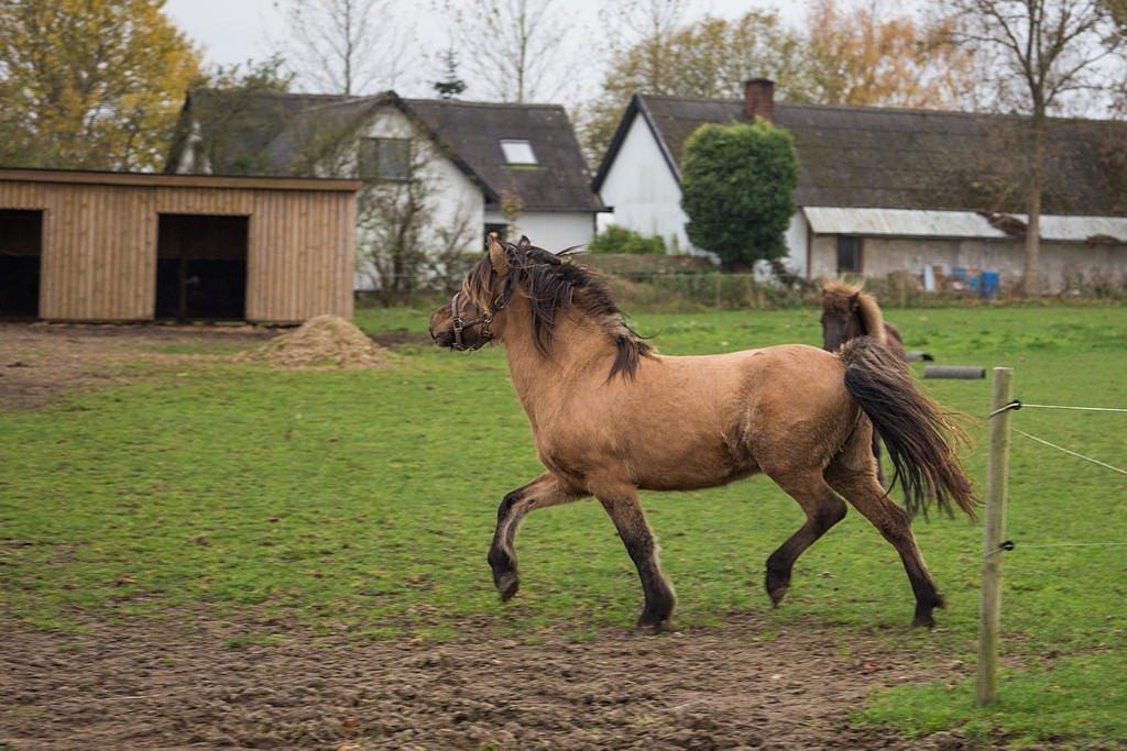 Islænder Melasól fra Smollerupgaard  billede 8